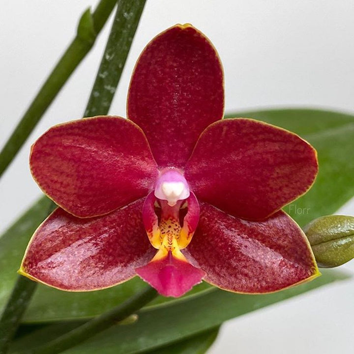 Orhidee Phalaenopsis Sogo Red Star parfumata