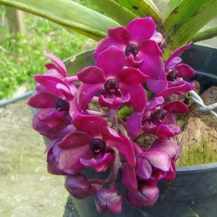 Orhidee Rhynchostylis gigantea var. red