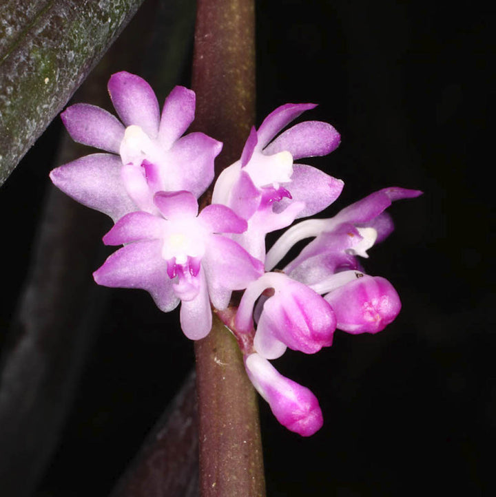 Orhidee Trichoglottis latisepala