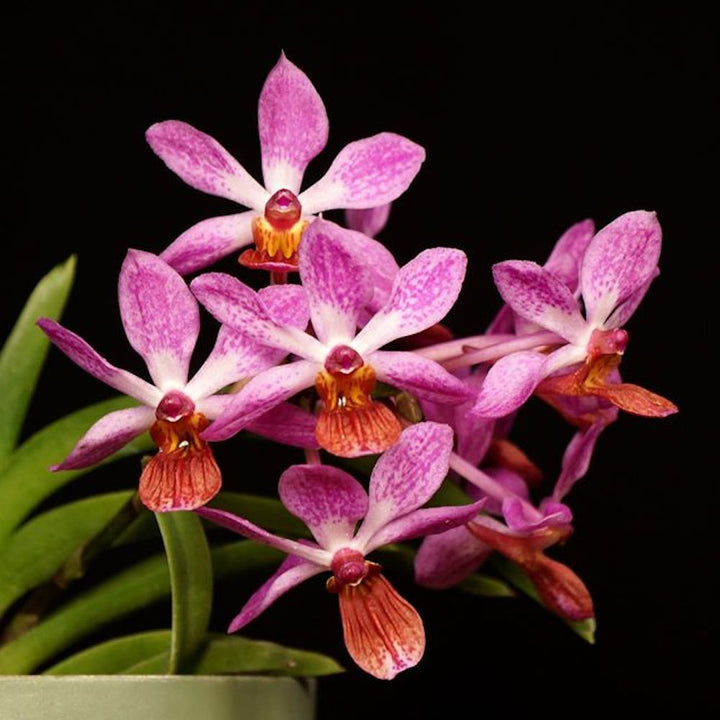 Vandachostylis (Holcostylis) Pink Yawi parfumata