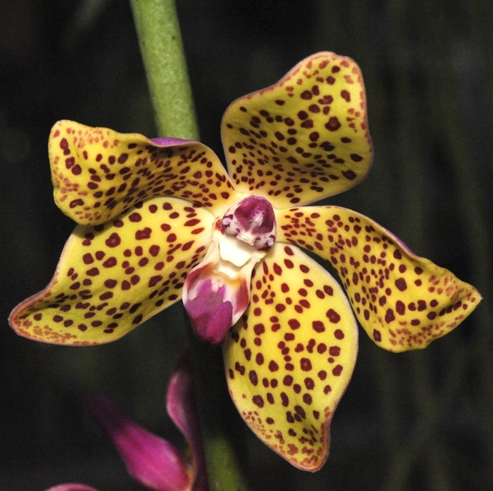 Orhidee Vandopsis lissochiloides