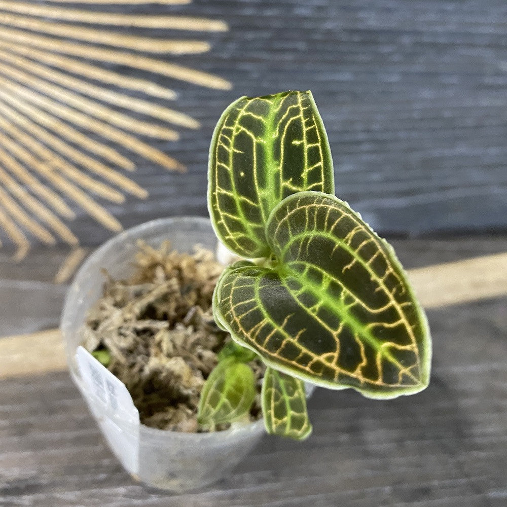 Orhidee Macodes sanderiana