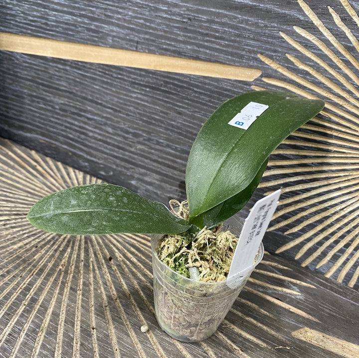 Phalaenopsis Fangmei Sweet '54'