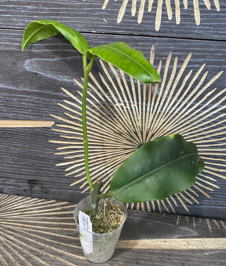 Hoya imperialis 'Palawan'