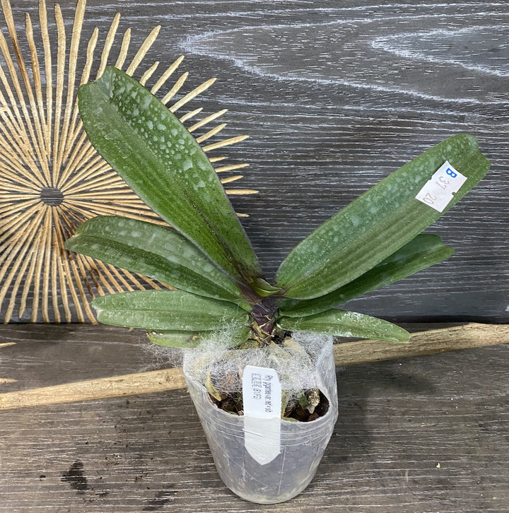 Orhidee Rhynchostylis gigantea var. red