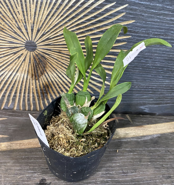 Prosthechea (Encyclia) boothiana