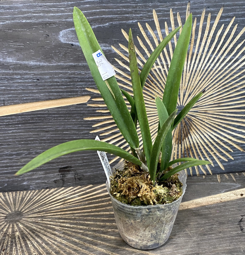 Bl. Morning Glory × B. nodosa