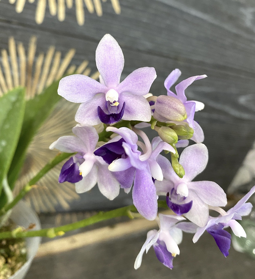 Orhidee Phalaenopsis Tzu Chiang Sapphire