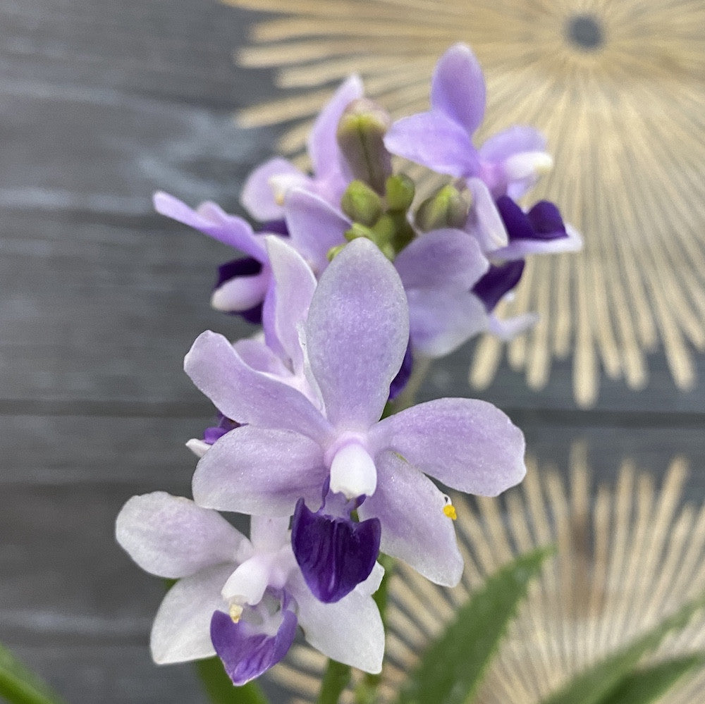 Orhidee Phalaenopsis Tzu Chiang Sapphire
