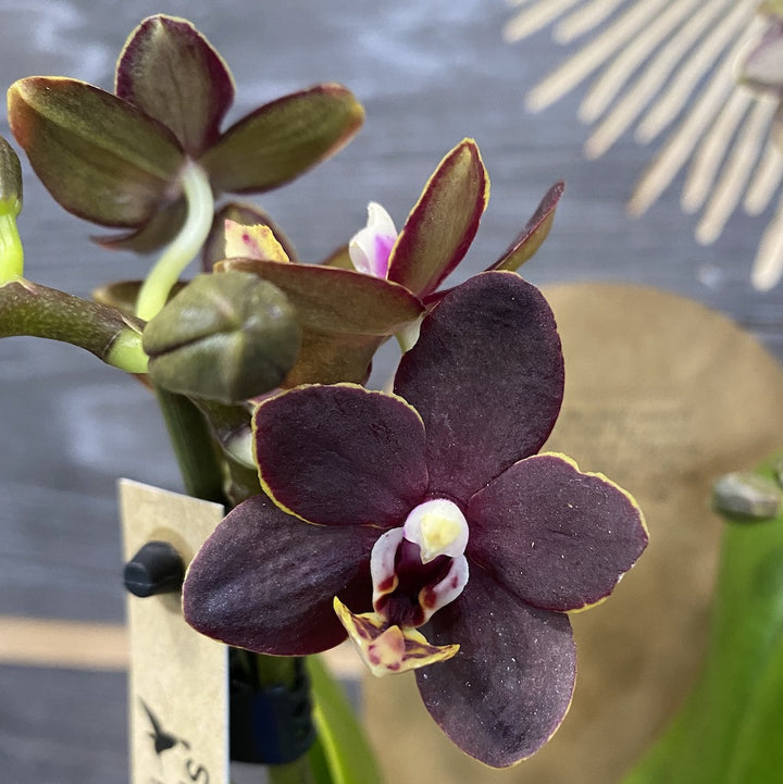 Phalaenopsis Chiada Stacy Divine Chocolate - flori parfumate