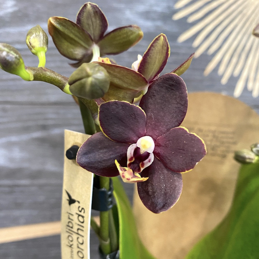 Phalaenopsis Chiada Stacy Divine Chocolate - flori parfumate