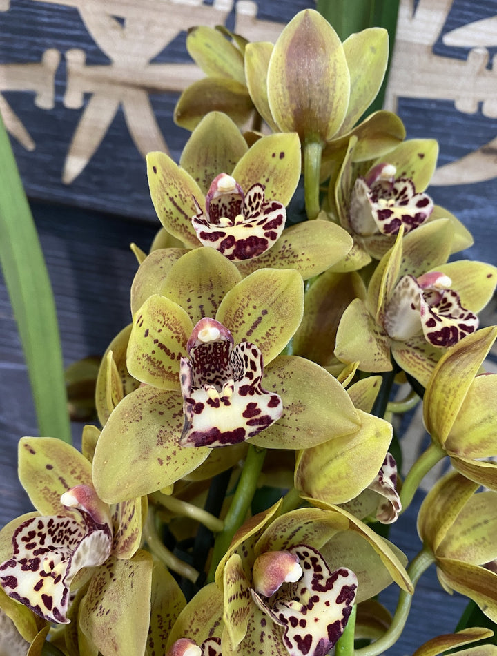 Cymbidium Brown Spotted