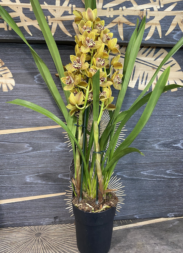 Cymbidium Brown Spotted