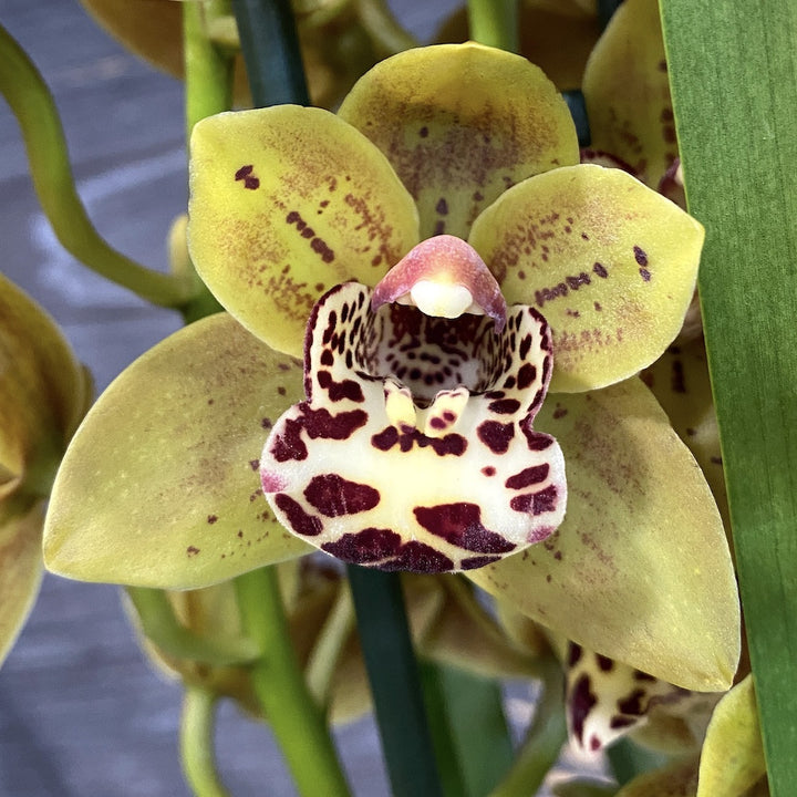 Cymbidium Brown Spotted