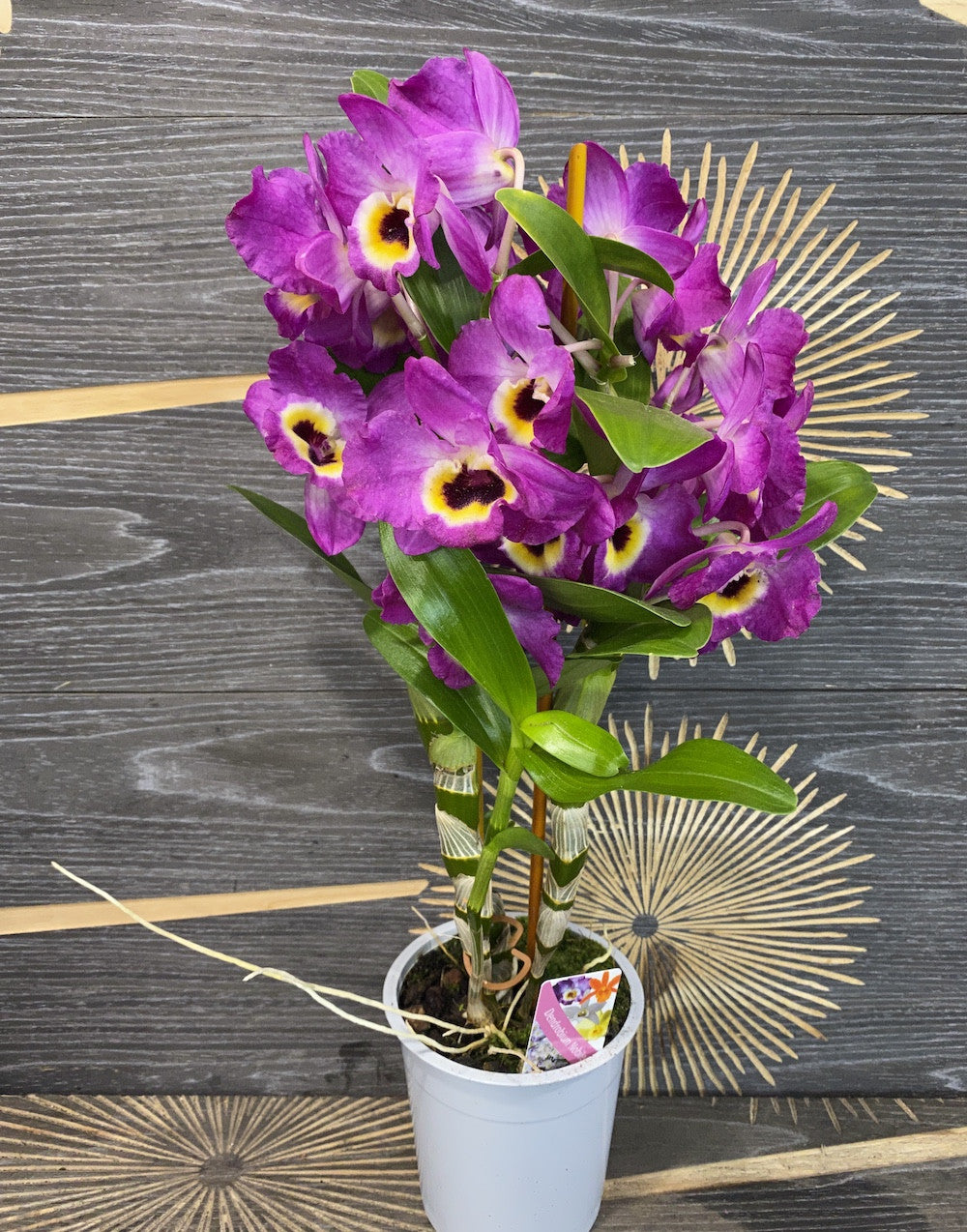 Cumpara online Orhidee Dendrobium mov cu cel mai bun pret, livrare rapida!