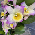 Dendrobium Fairy Moon ‘Sweetie’