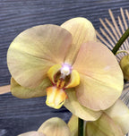 Orhidee Phalaenopsis African Sunset