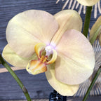 Orhidee Phalaenopsis African Sunset