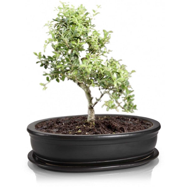 Ghiveci traditional oval bonsai cu farfurie D19cm
