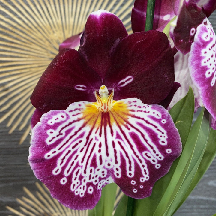 Orhidee Miltoniopsis Breathless Brilliant