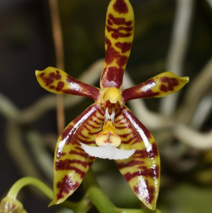 Phalaenopsis mannii