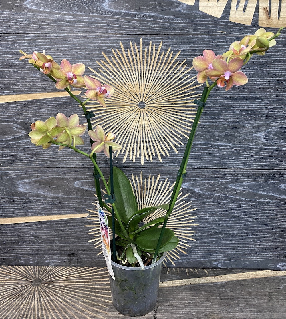 Orhidee Phalaenopsis Yellow Boy, de vanzare la pret special!