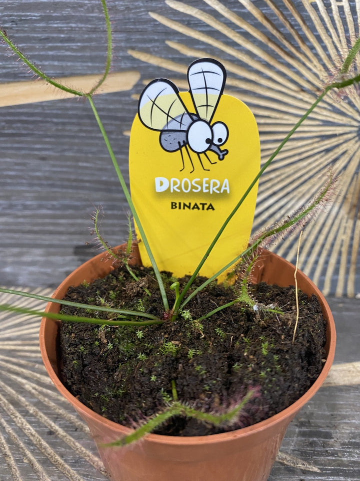 Drosera Binata  - Roua cerului, acum la un pret atractiv!