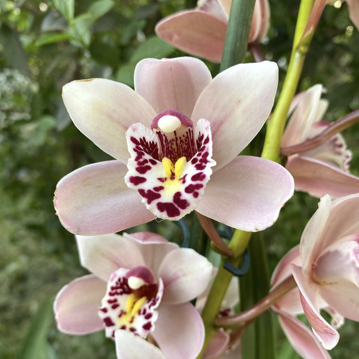 Cymbidium alb Pretty Pink