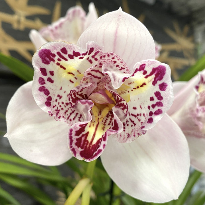 Orhidee Cymbidium curgator Joker