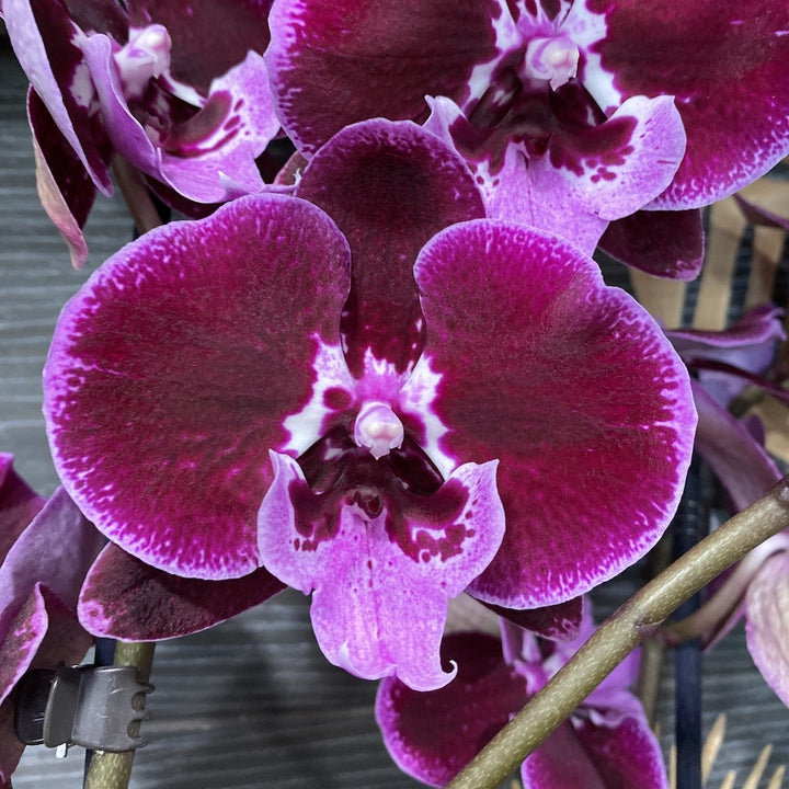 Phalaenopsis Balbina big lip