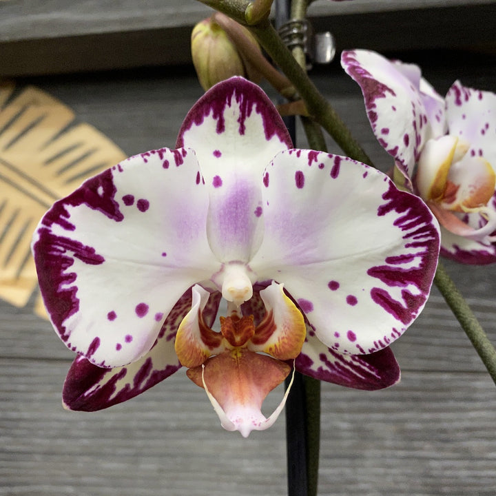 Orhidee Phalaenopsis Bernadeta, la pret imbatabil, cu livrare!