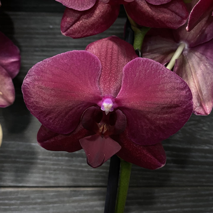 Phalaenopsis Fire Fighter