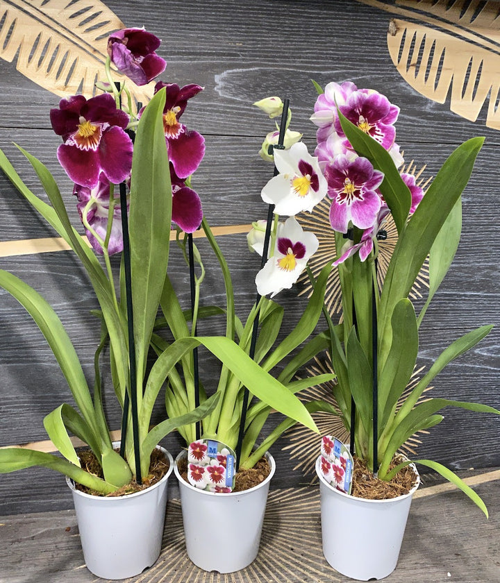 Comanda online Miltoniopsis,  flori parfumate  Orhideea Panseluta