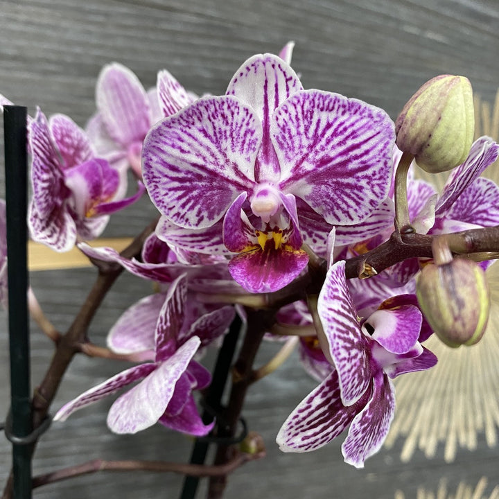 Phalaenopsis Champion Swan - culori speciale la pret imbatabil!