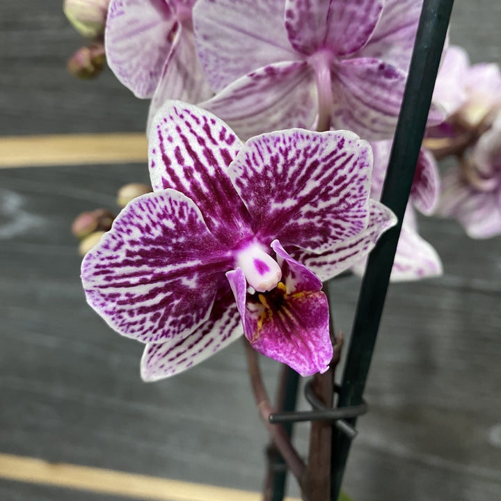 Phalaenopsis Champion Swan - culori speciale la pret imbatabil!