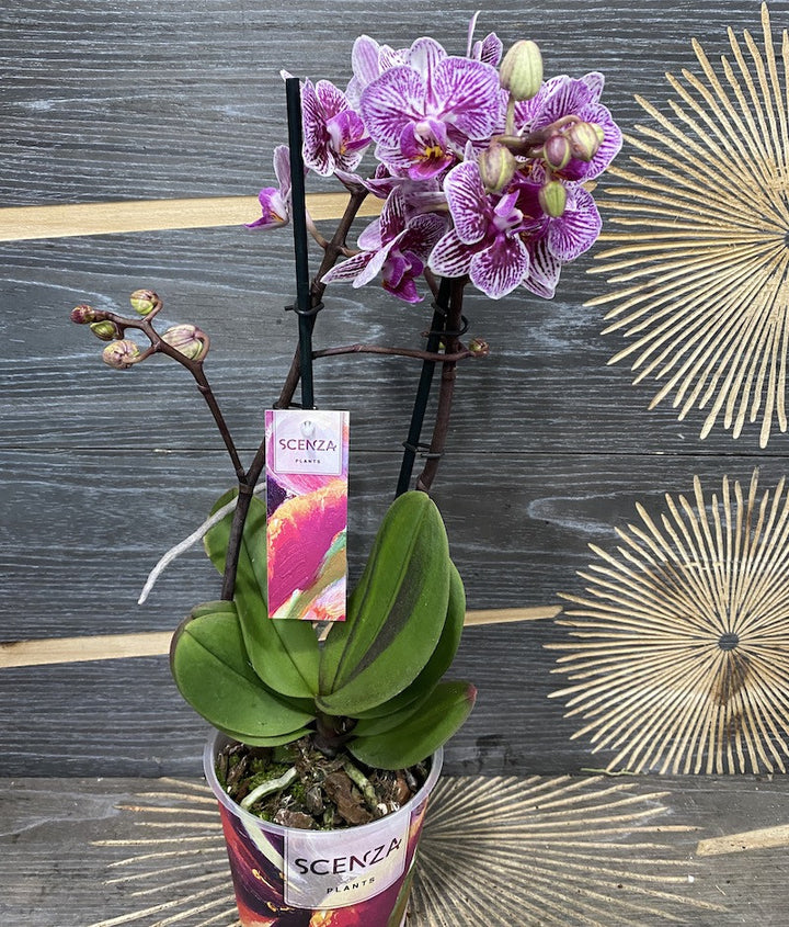 Phalaenopsis Champion Swan - culori speciale la pret imbatabil!