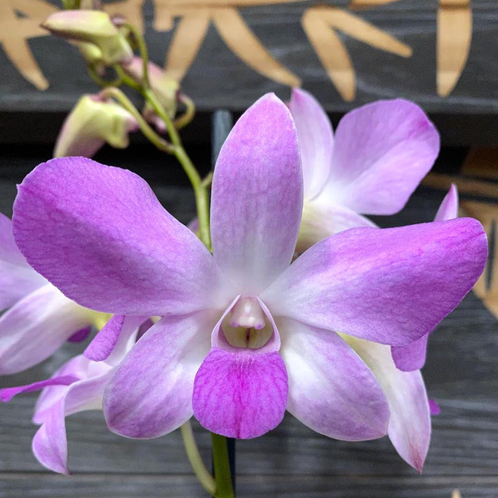 Dendrobium Phalaenopsis Pink-White