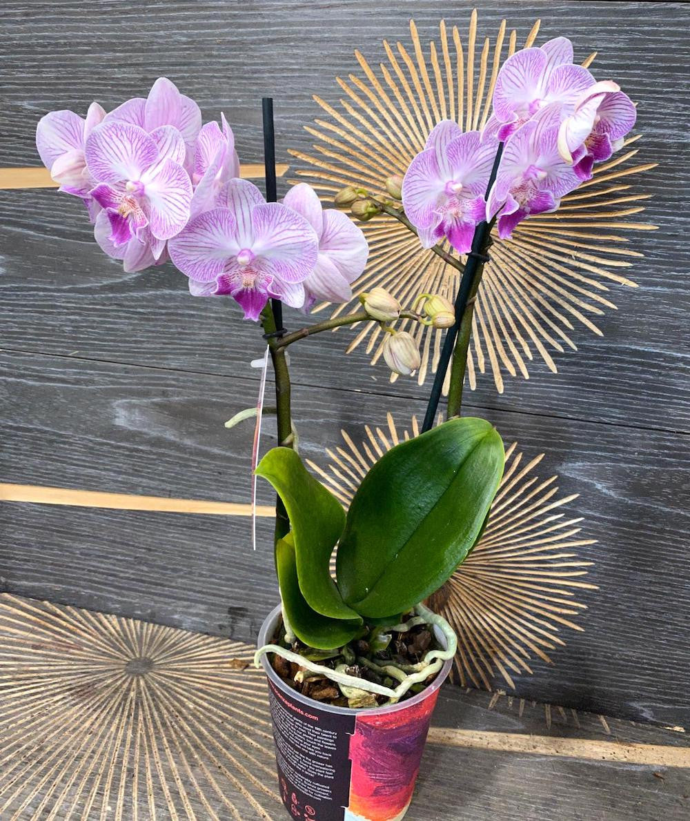 Phalaenopsis Royal Smile Big Lip - culori speciale la pret imbatabil!