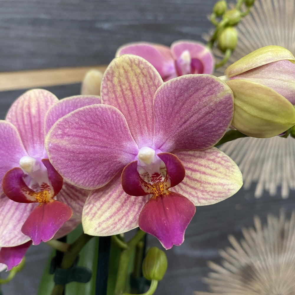 Phalaenopsis Summersong - culori speciale la pret imbatabil!