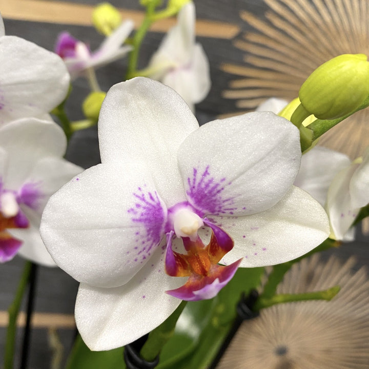 Orhidee Phalaenopsis Prima Piano