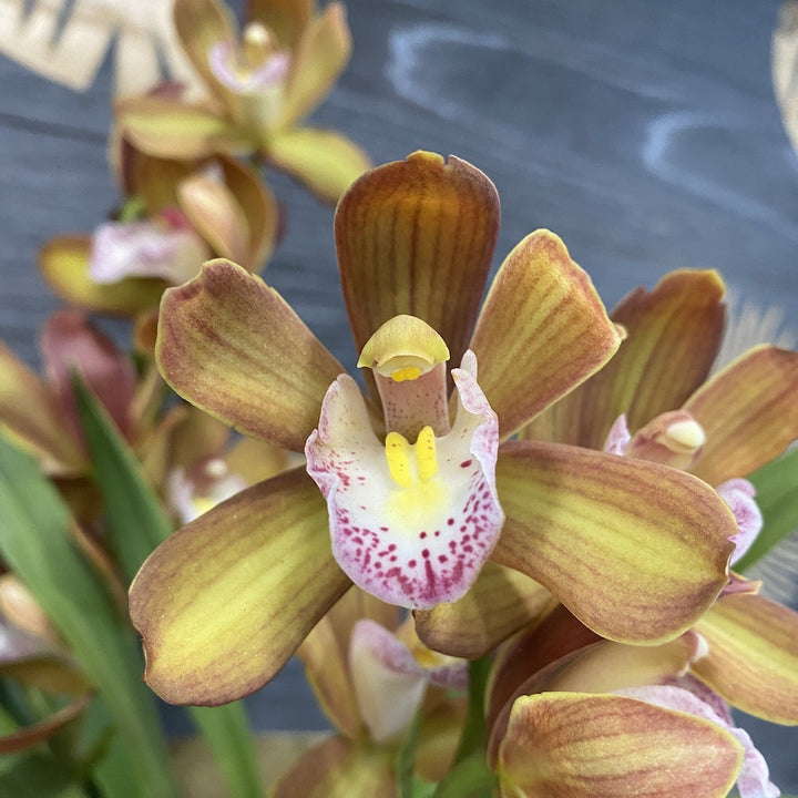 Orhidee Cymbidium