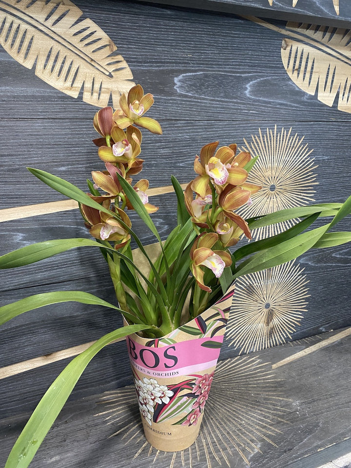 Orhidee Cymbidium