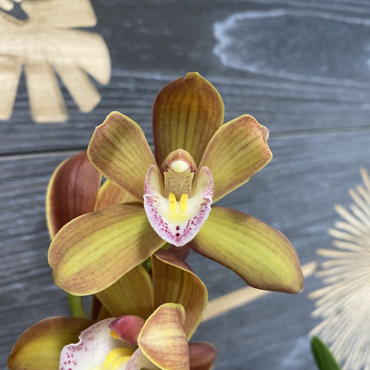 Orhidee Cymbidium