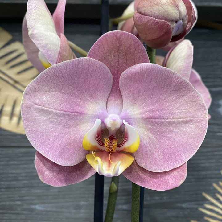 Orhidee Phalaenopsis Sylvia