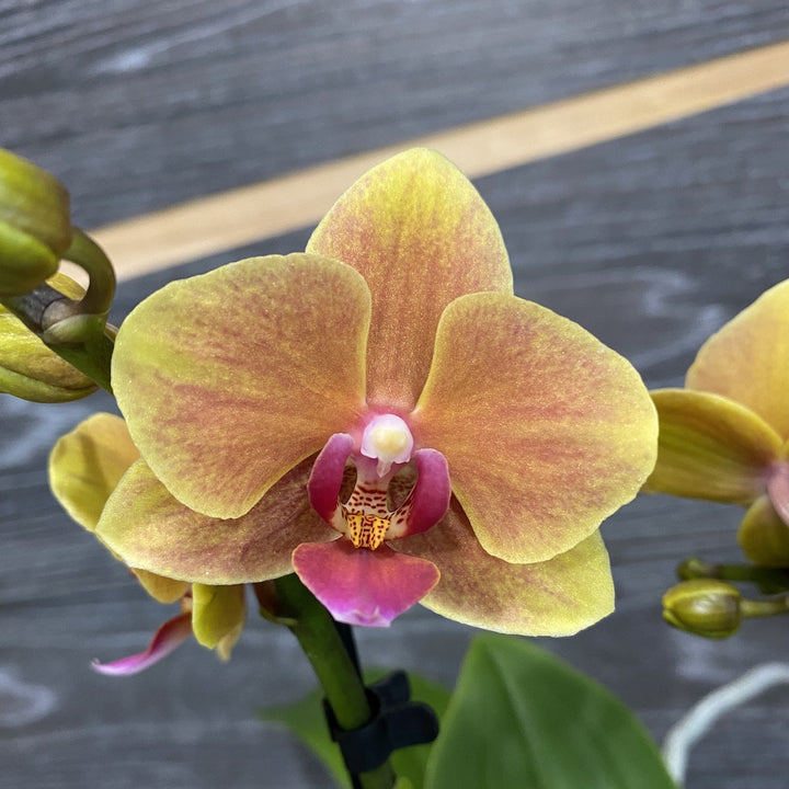 Phalaenopsis Grazia