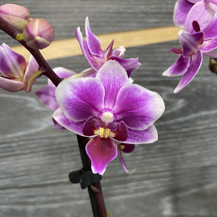 Comanda Orhidee Phalaenopsis Multiflora Pixie - hibrizi rezistenti si productivi