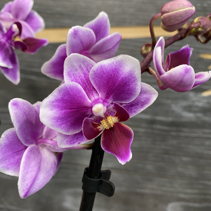 Comanda Orhidee Phalaenopsis Multiflora Pixie - hibrizi rezistenti si productivi