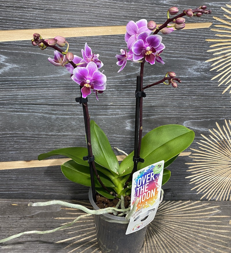 Comanda Orhidee Phalaenopsis Multiflora Pixie - hibrizi rezistenti si productivi