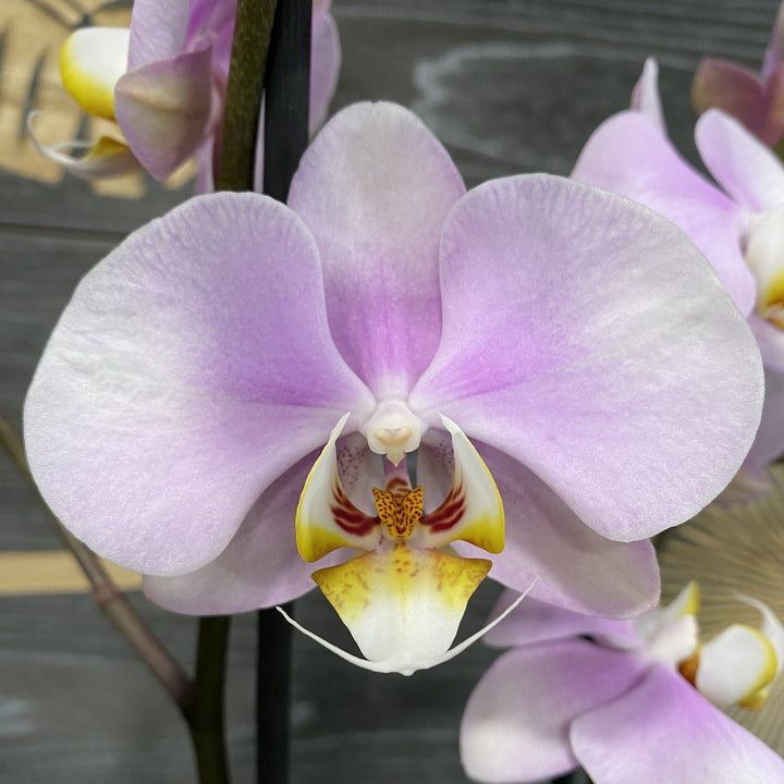 Phalaenopsis 'Pink Clouds'