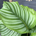 Calathea orbifolia
